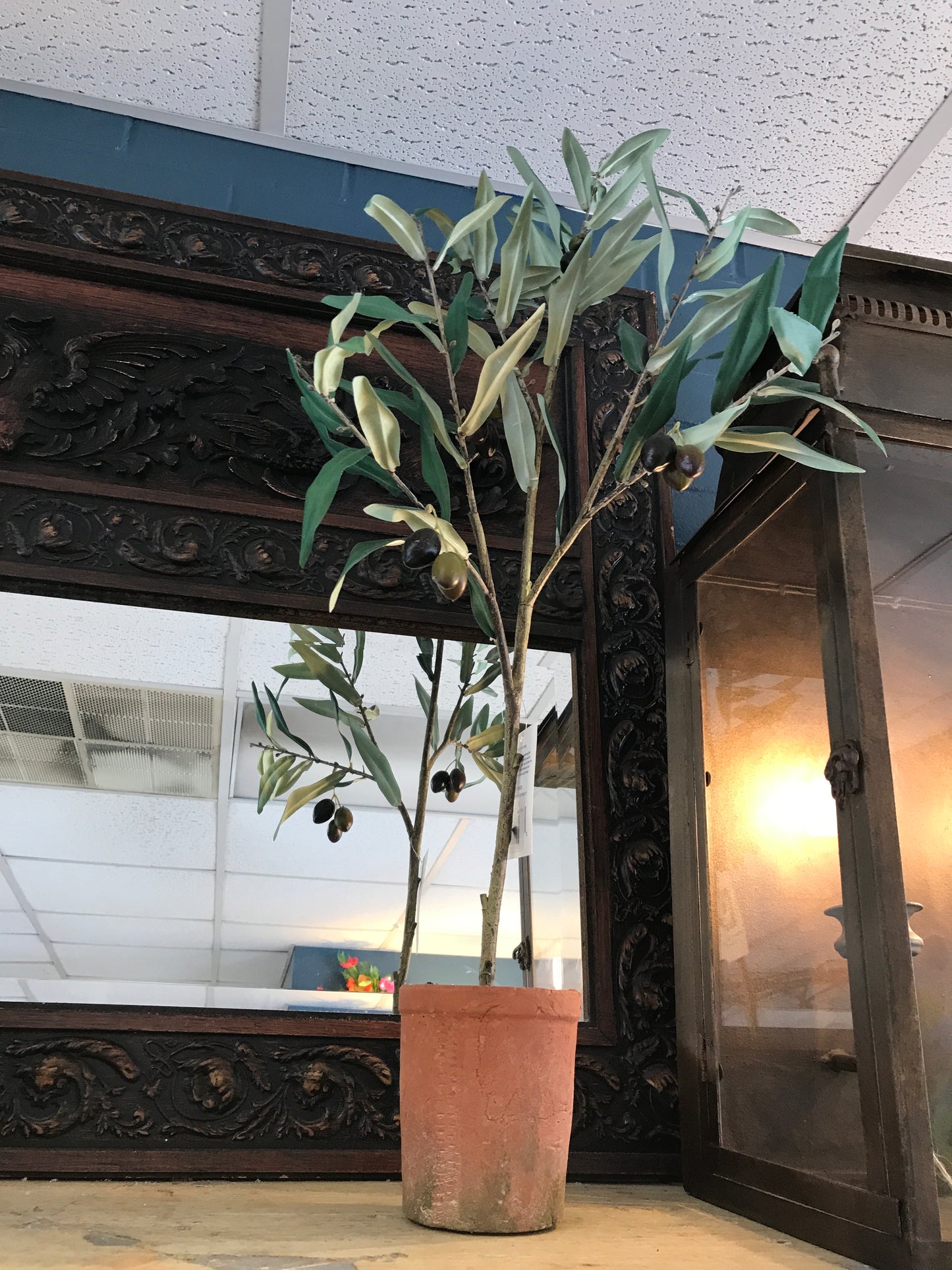 Tavelo Potted Olive Tree