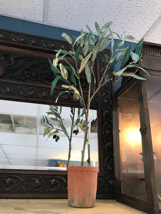 Tavelo Potted Olive Tree