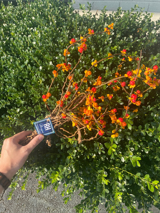 Bittersweet Bundle Outdoor 27”