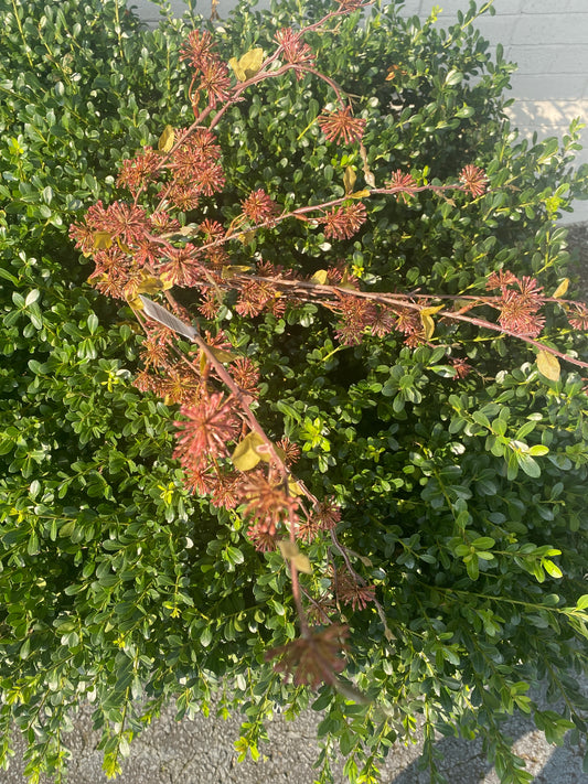 LG Sedium Bundle Burgundy 37”