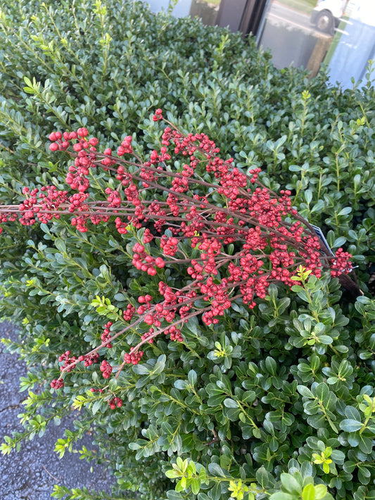 33” Berry Bundle Red