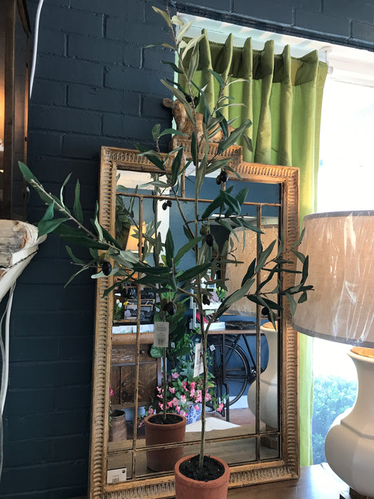 Ingresso Potted Olive Tree