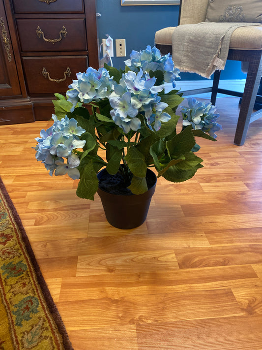 Potted 5 Bloom Hydrangea with Faux Dirt
