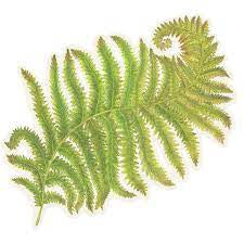 Die Cut Fern Placemat - 12 Sheets