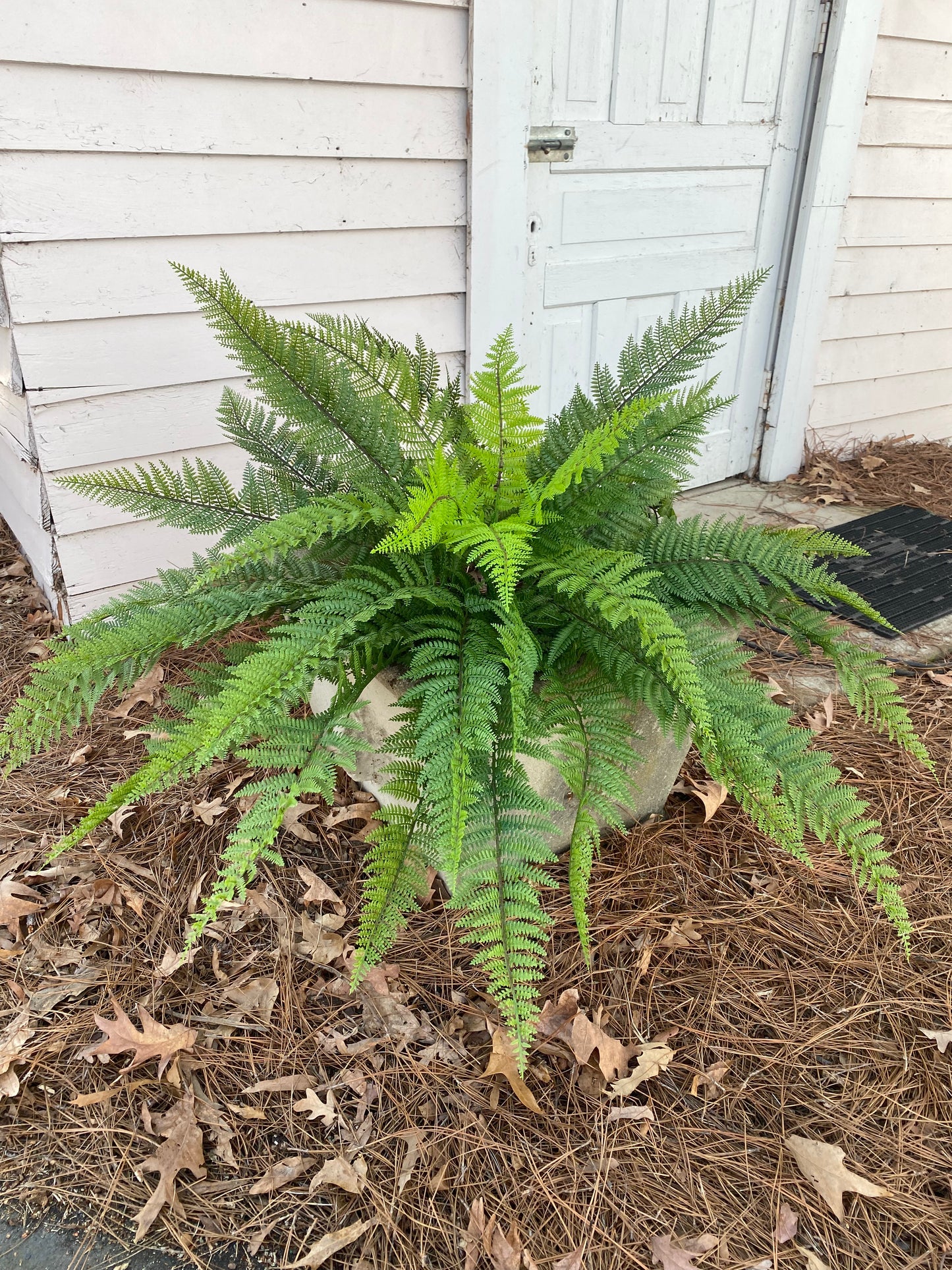 Leather Fern Bush 46” UV Protected