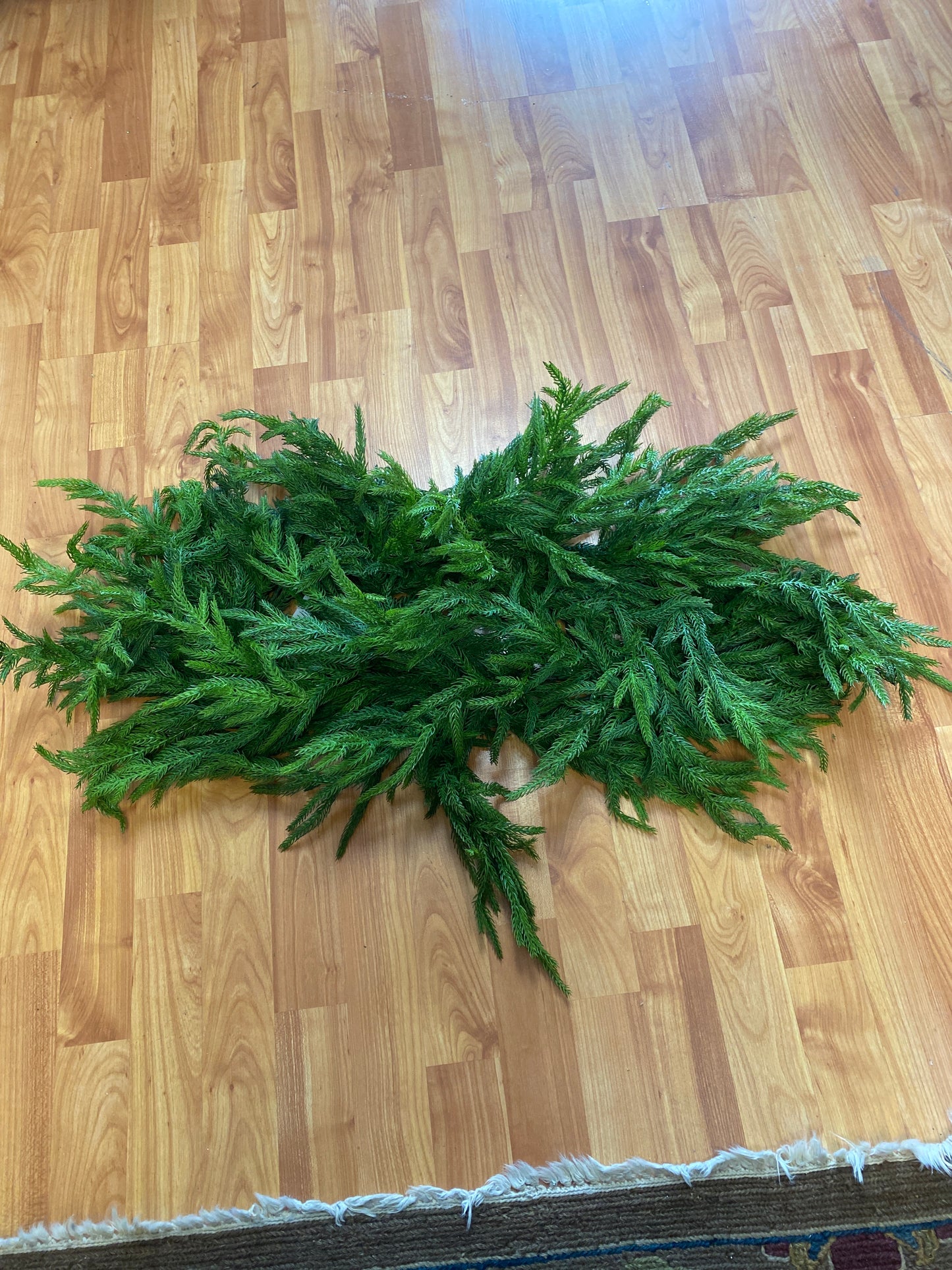 36" Just Cut Norfolk Pine Centerpiece