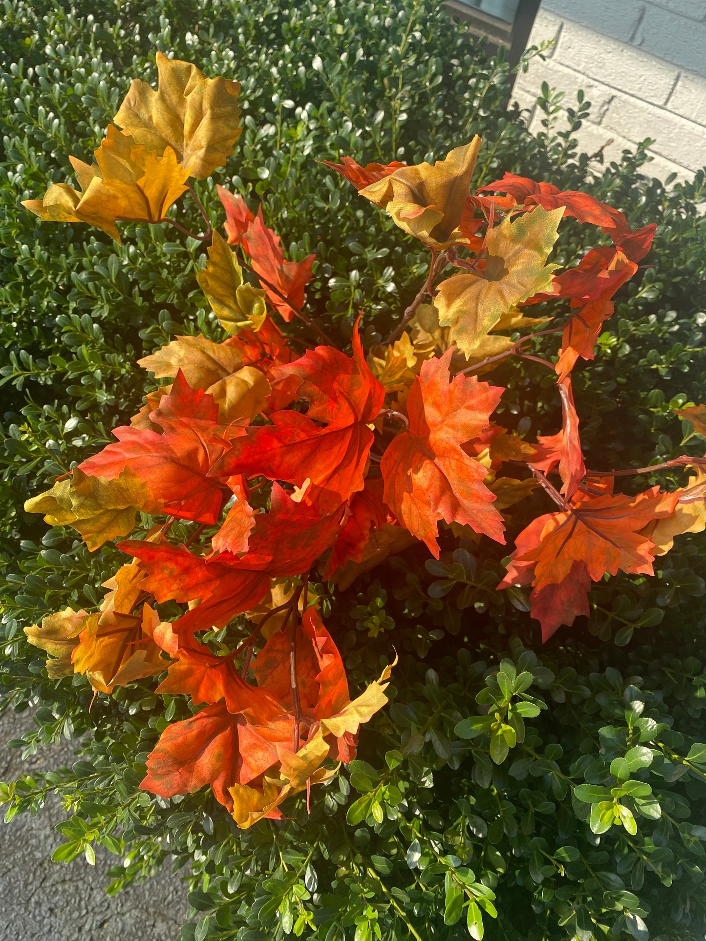 22” LG Maple Leaf Bush