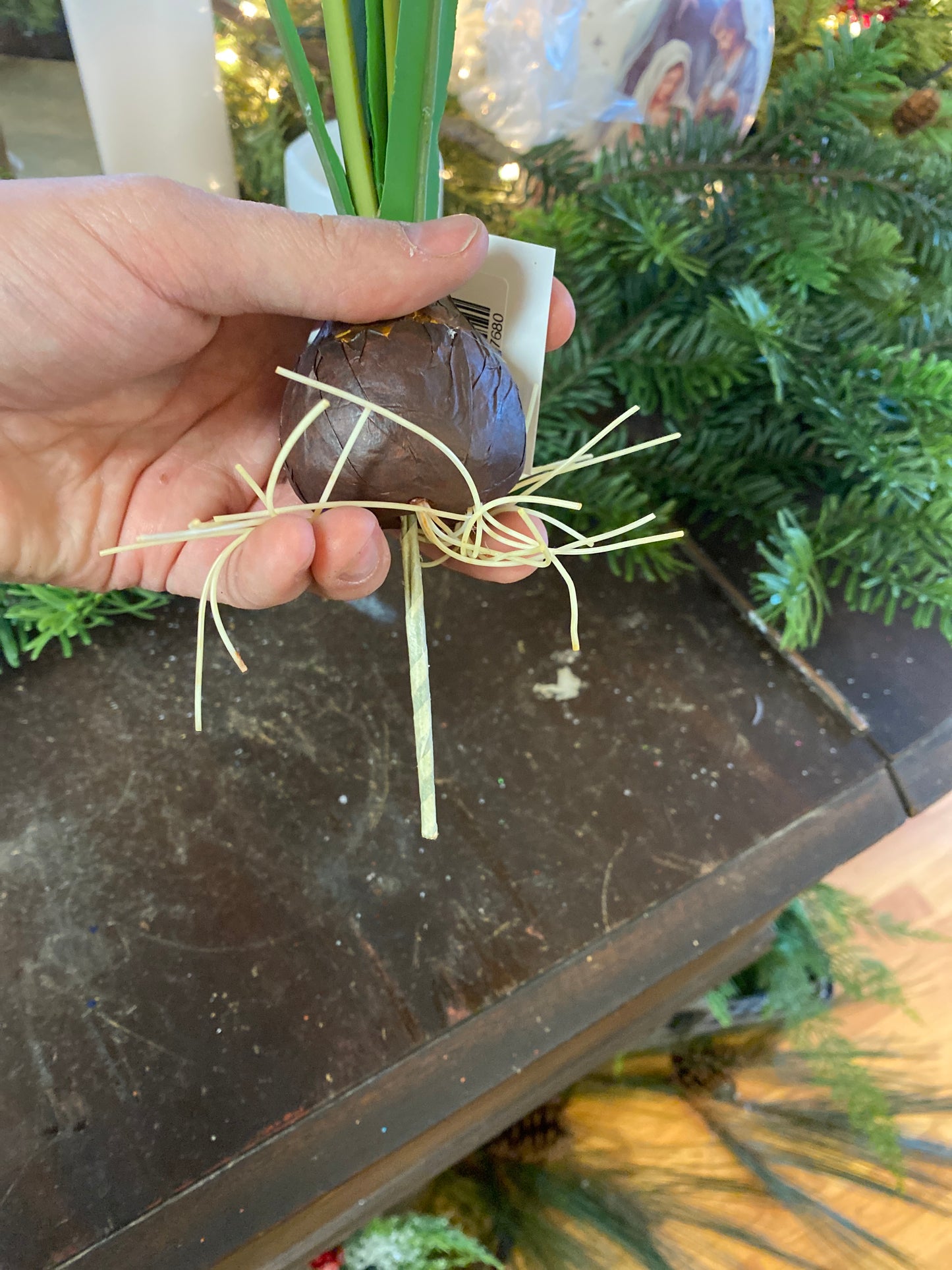 14" H Paper White with Roots