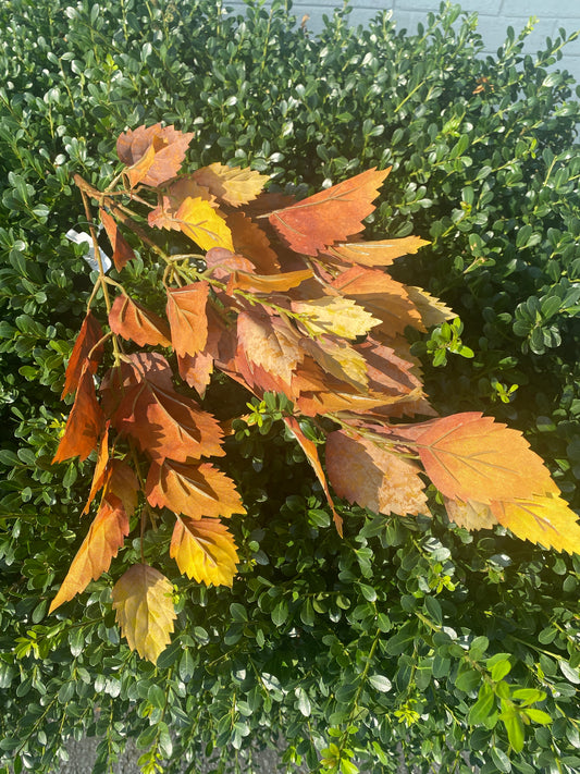 35” Birch Spray