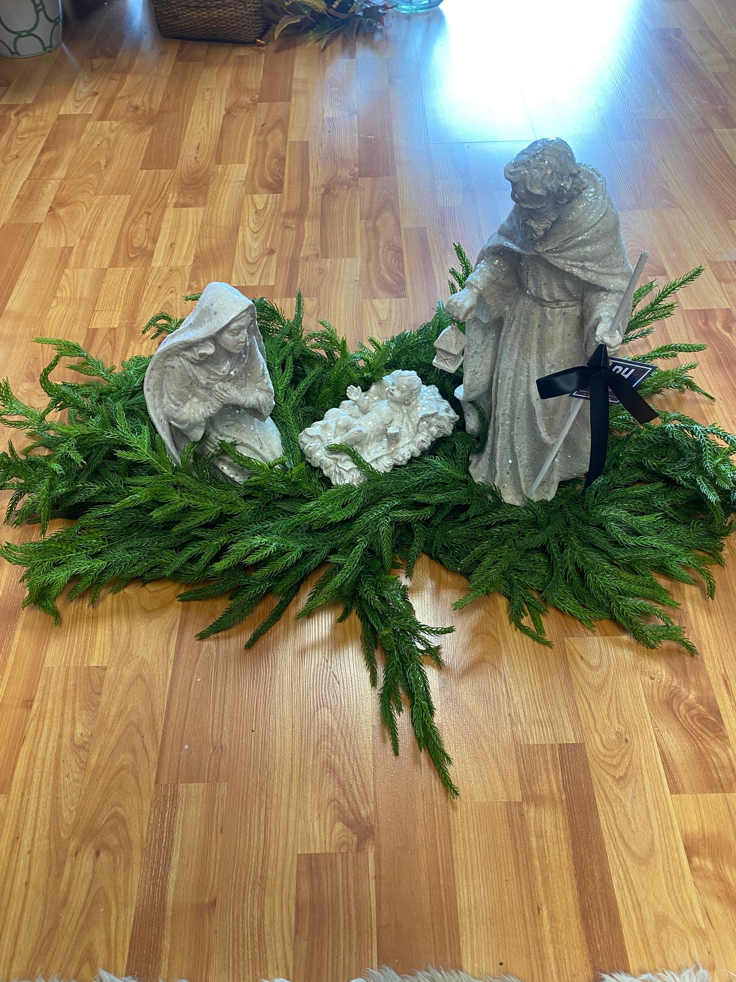 36" Just Cut Norfolk Pine Centerpiece