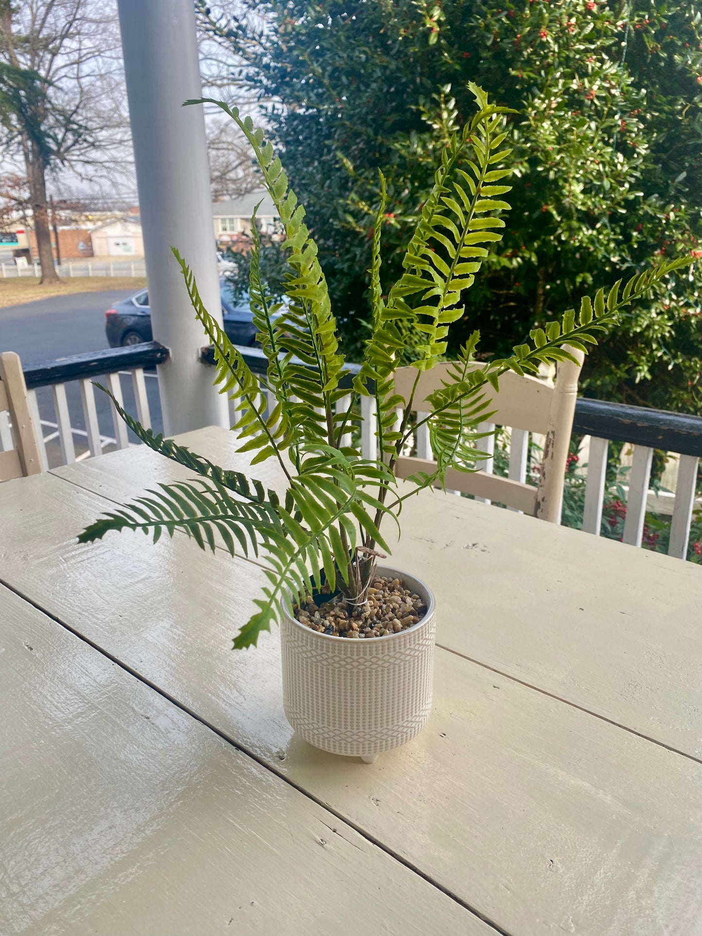19" Boston Fern in Cream Embossed Ceramic Pot w/ Faux Stone