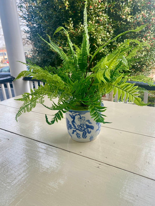 Mixed Fern in Ceramic Pot 20”