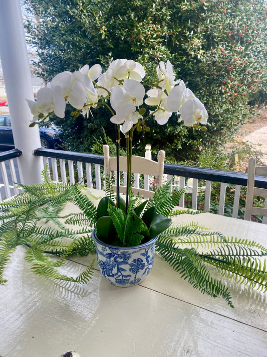22” Triple Phalaenopsis & Fern in Blue and White Ceramic Pot