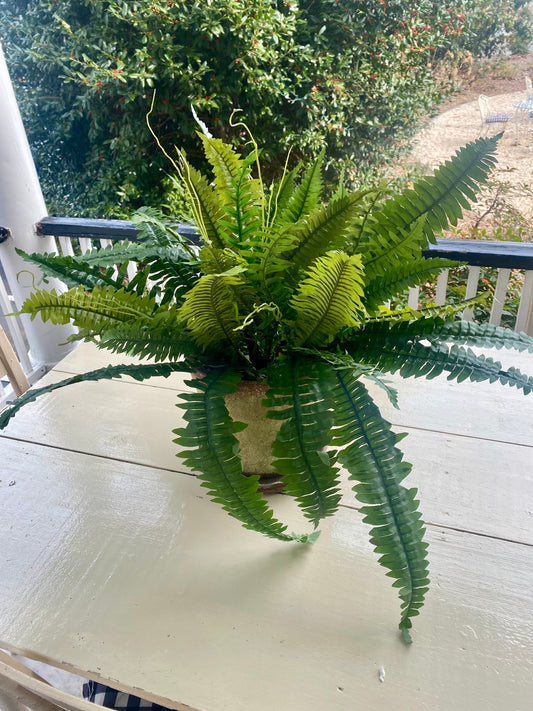 30" UV Estate Boston Fern Bush