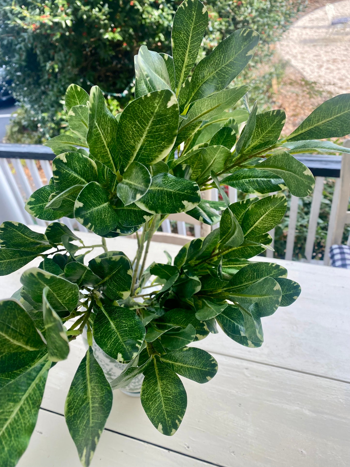 Pittosporum Spray 30”