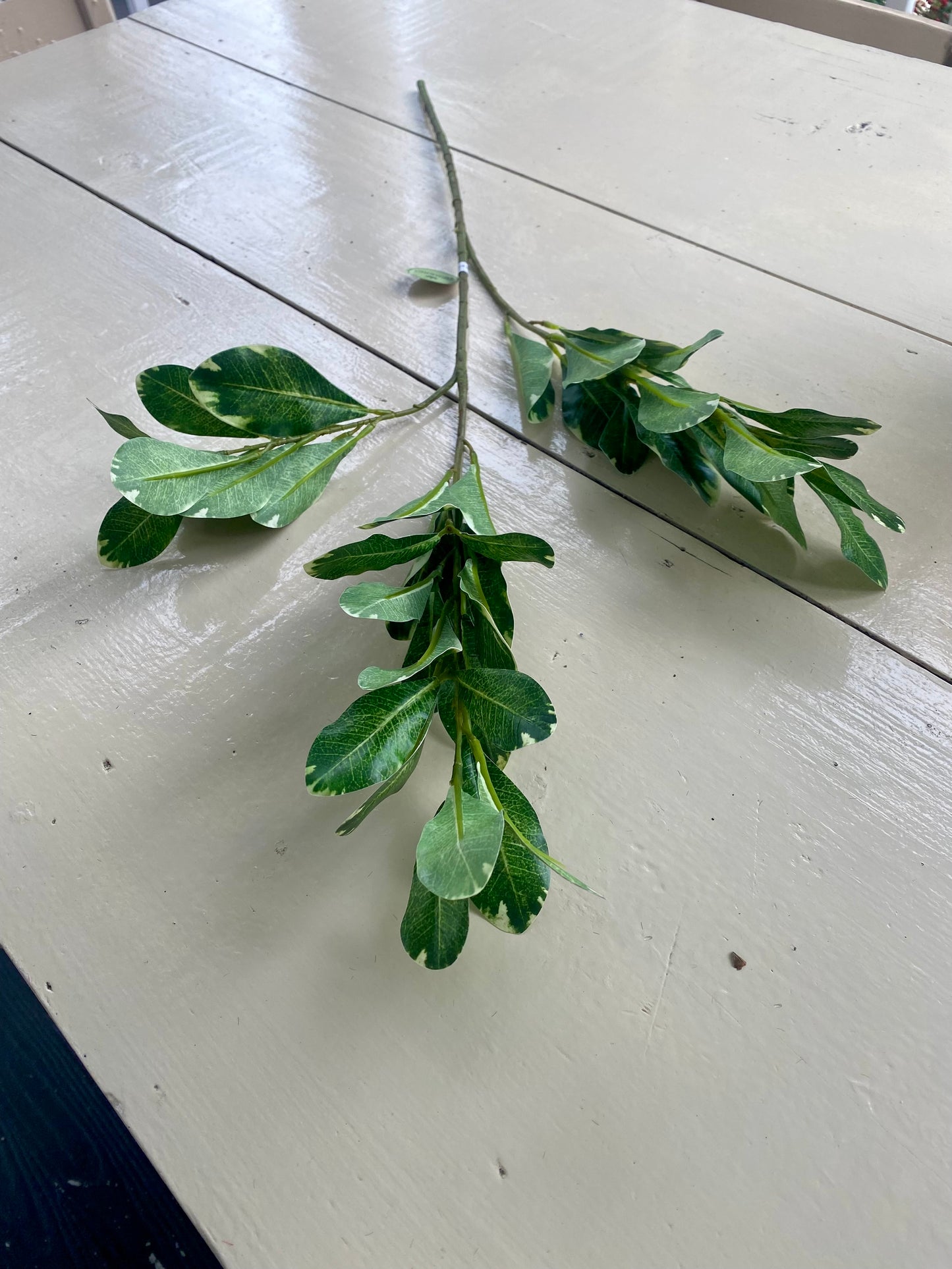 Pittosporum Spray 30”