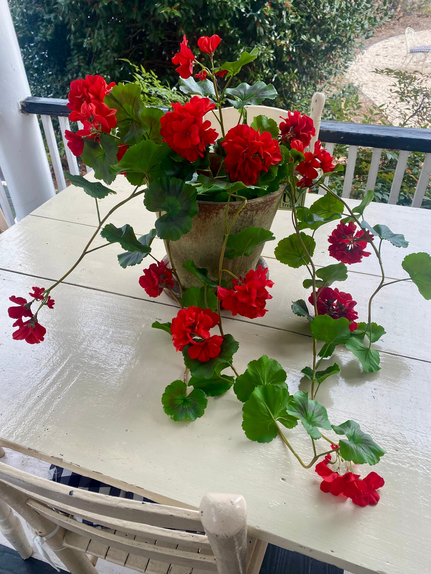 Red 36" UV Hanging Geranium Plant Bush